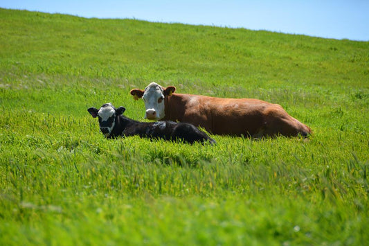 Celebrate with Rossotti Ranch Veal