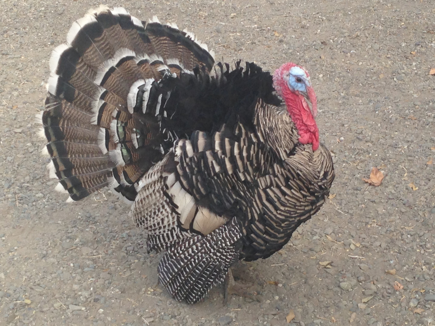 Pre-Order Heritage Turkey $16.95/lb