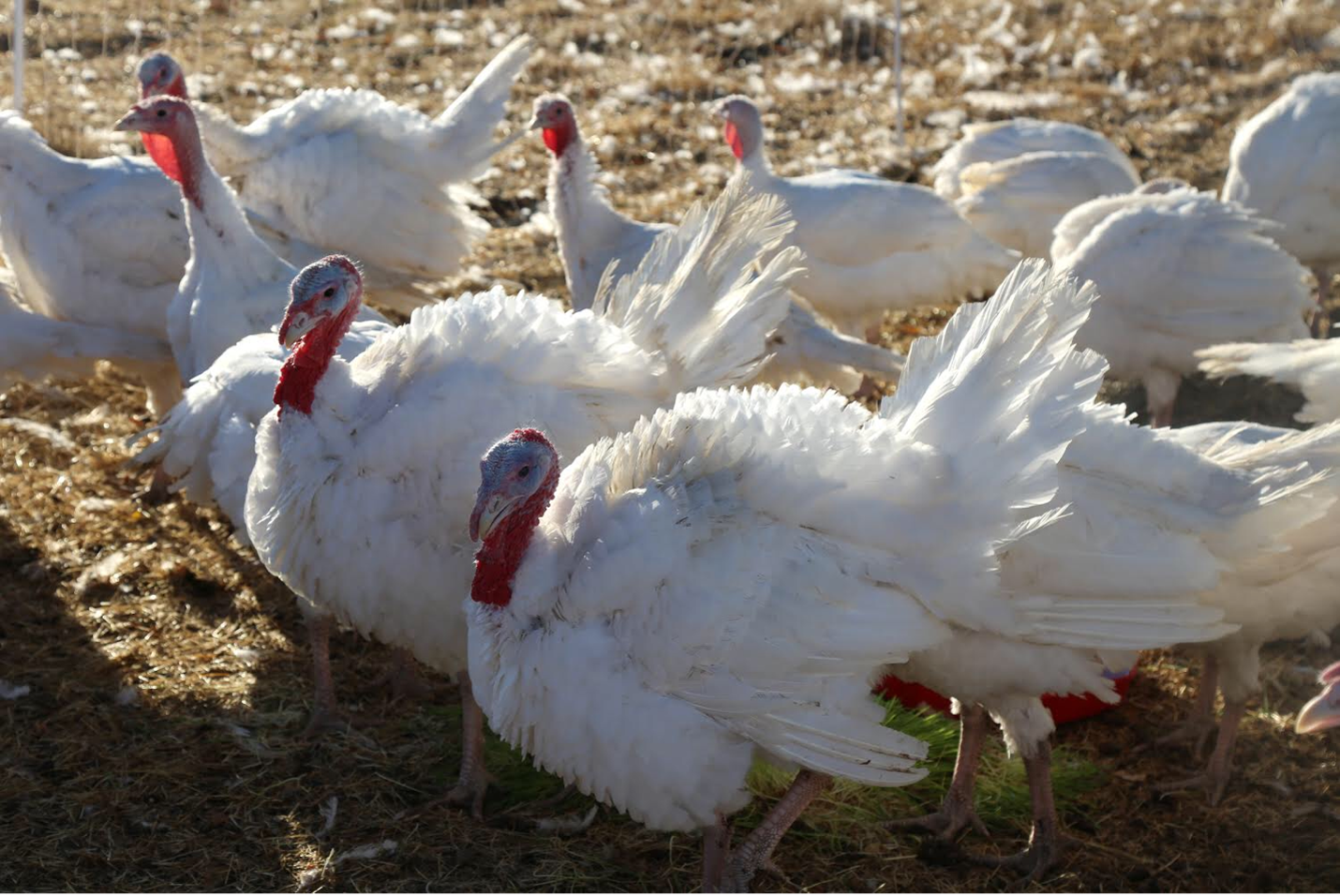 Pre-Order PT Ranch Turkey $16.20/lb